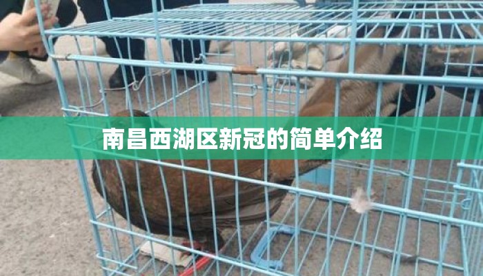 南昌西湖区新冠的简单介绍 南昌西湖区新冠的简单介绍