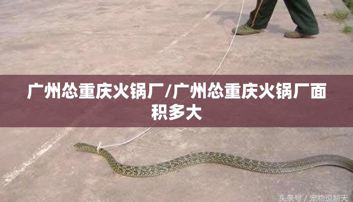 广州怂重庆火锅厂/广州怂重庆火锅厂面积多大 广州怂重庆火锅厂/广州怂重庆火锅厂面积多大