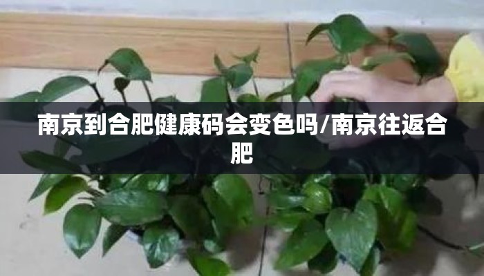南京到合肥健康码会变色吗/南京往返合肥
