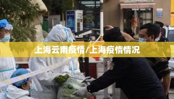 上海云南疫情/上海疫惰情况