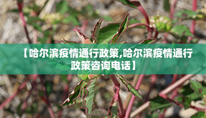 【哈尔滨疫情通行政策,哈尔滨疫情通行政策咨询电话】