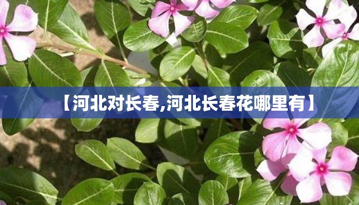 【河北对长春,河北长春花哪里有】