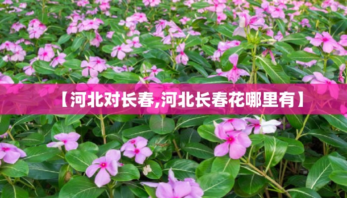【河北对长春,河北长春花哪里有】