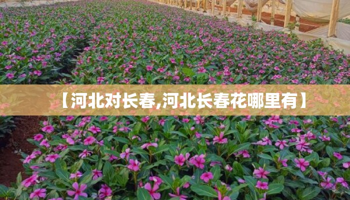 【河北对长春,河北长春花哪里有】