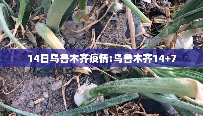 14日乌鲁木齐疫情:乌鲁木齐14+7 14日乌鲁木齐疫情:乌鲁木齐14+7
