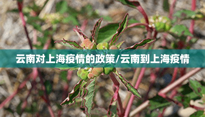 云南对上海疫情的政策/云南到上海疫情