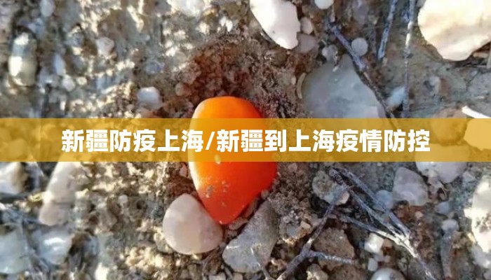 新疆防疫上海/新疆到上海疫情防控